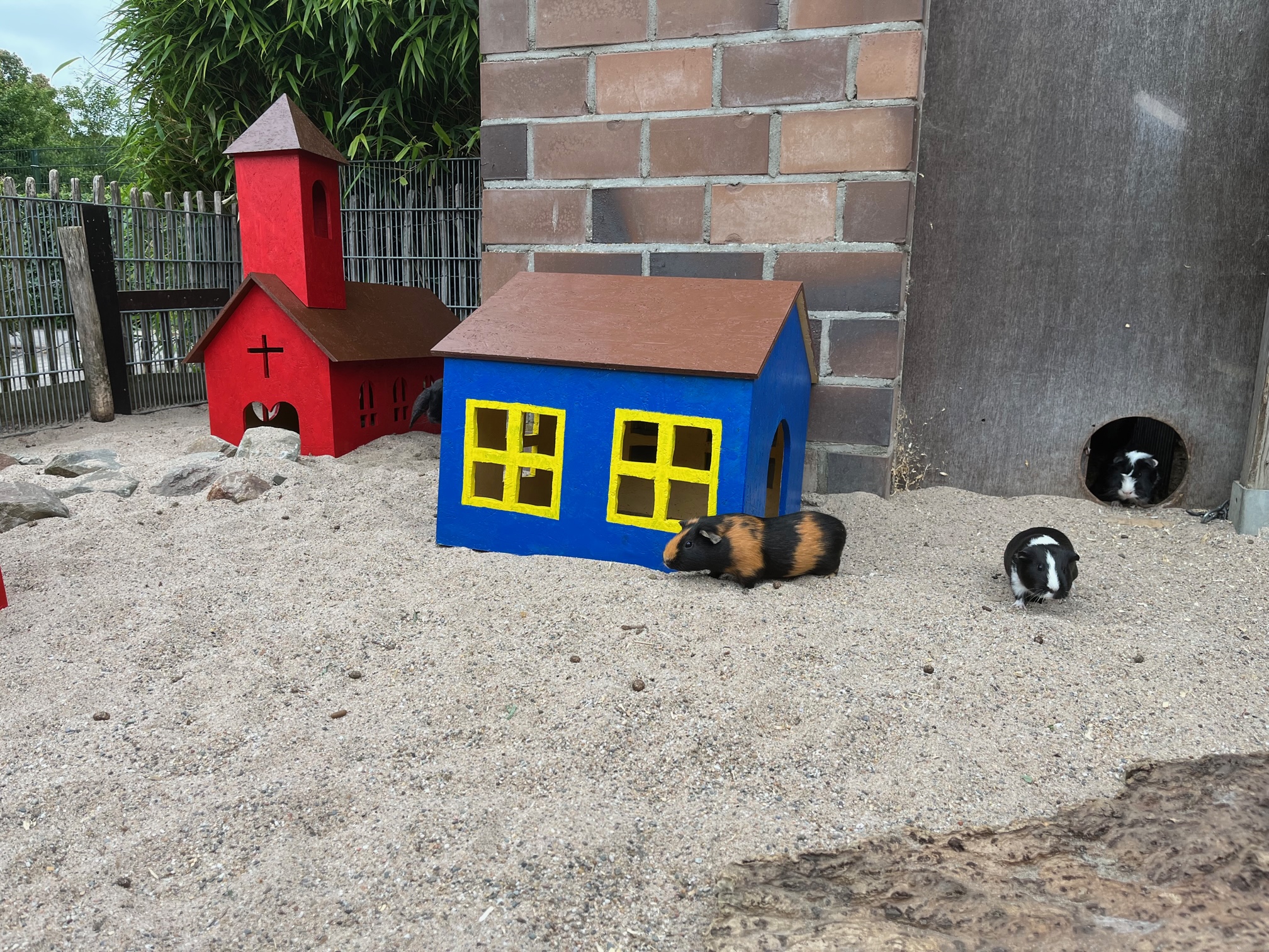 Die Meerschweinchen im Tiergarten Kleve haben neue Häuser (5)