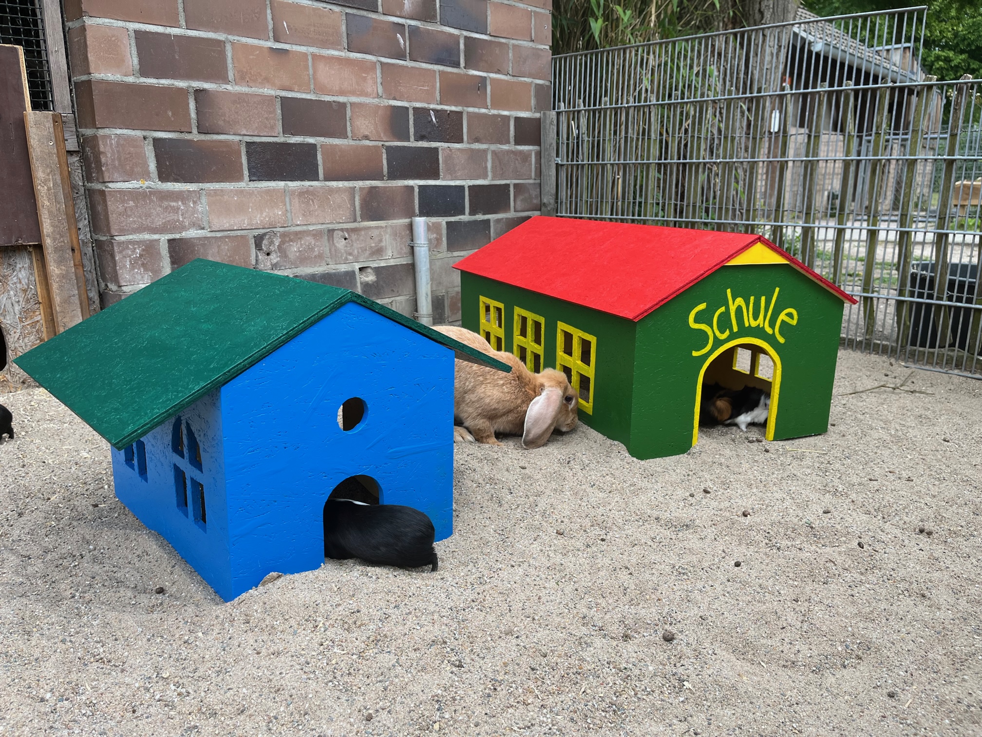 Die Meerschweinchen im Tiergarten Kleve haben neue Häuser (6)