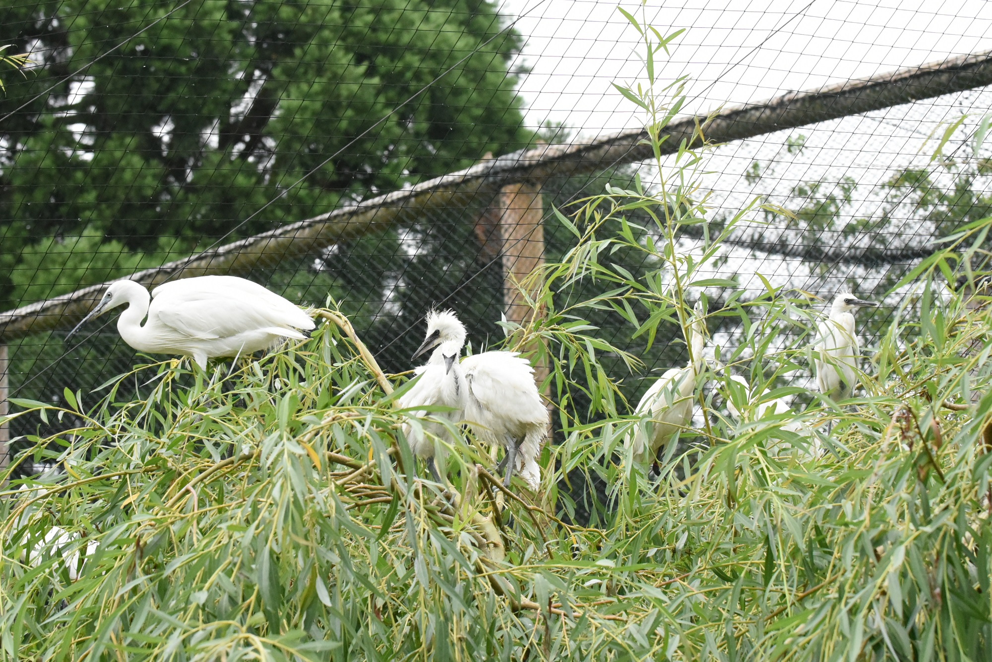 Die Seidenreiher im Tiergarten Kleve haben Nachwuchs (10)