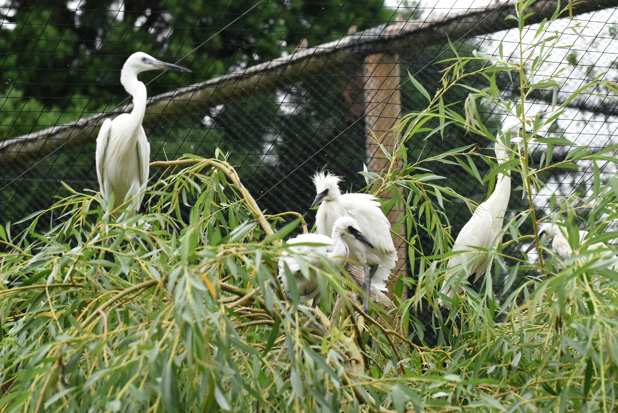 Die Seidenreiher im Tiergarten Kleve haben Nachwuchs (9)
