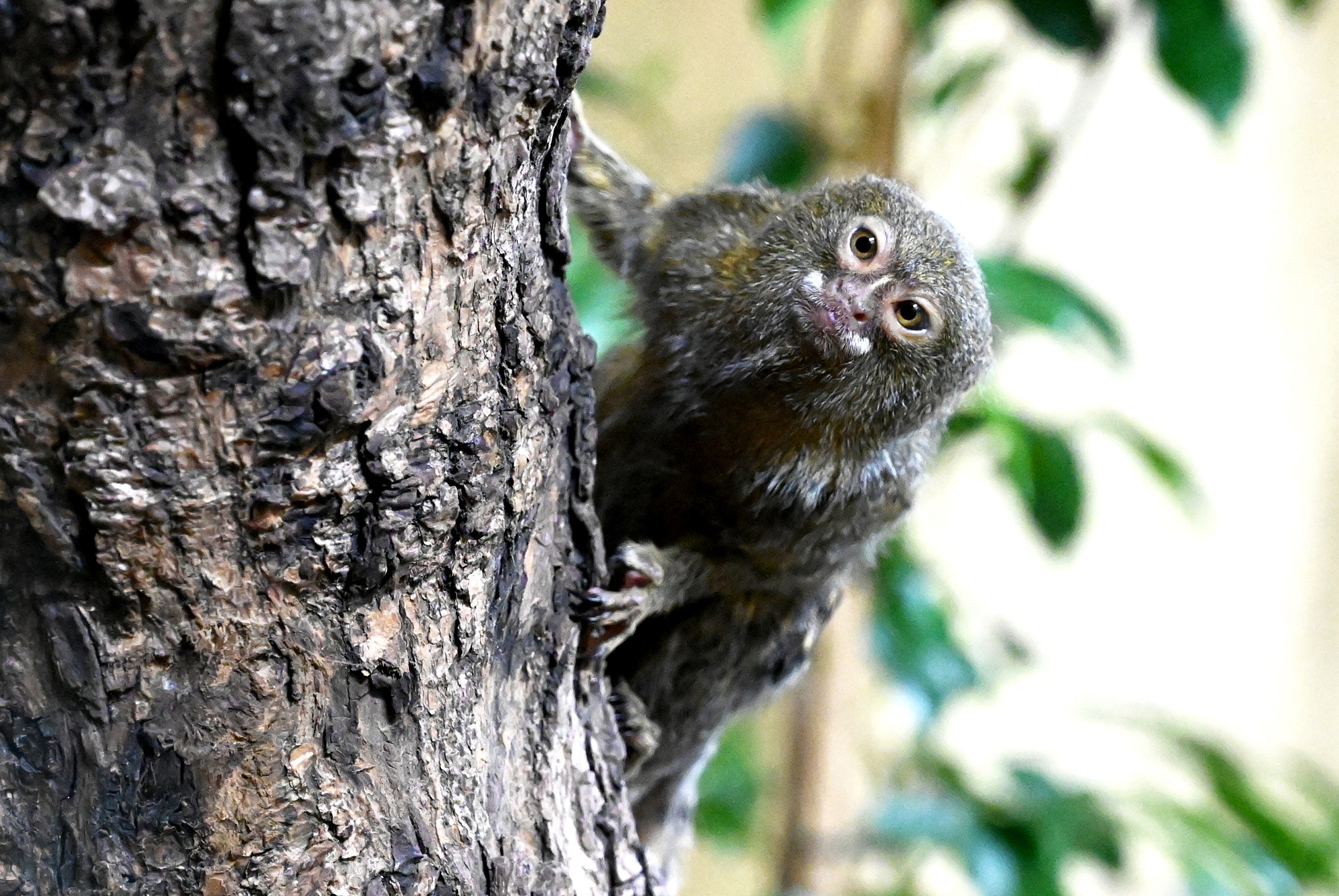 Zwergseidenäffchen sind die kleinsten Affen der Welt und ebenfalls neu im Tiergarten Kleve