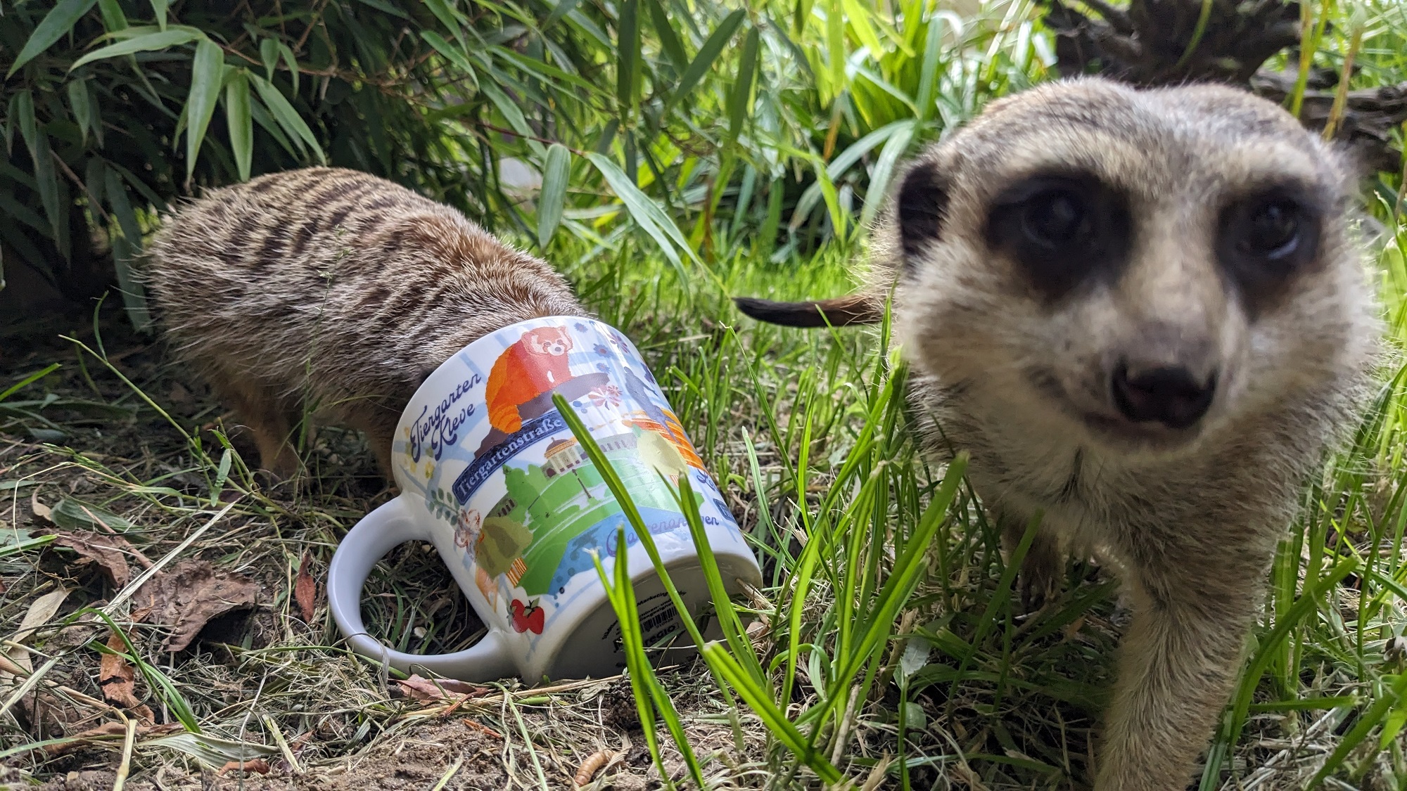 Die neue Kleve-Tasse trifft auf die Tiere im Tiergarten Kleve (1)
