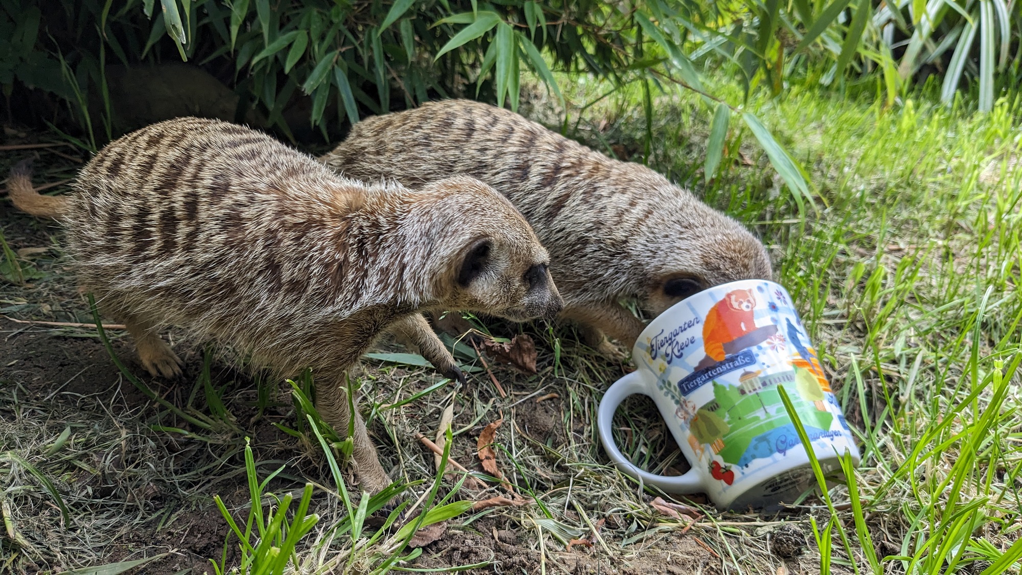 Die neue Kleve-Tasse trifft auf die Tiere im Tiergarten Kleve (8)
