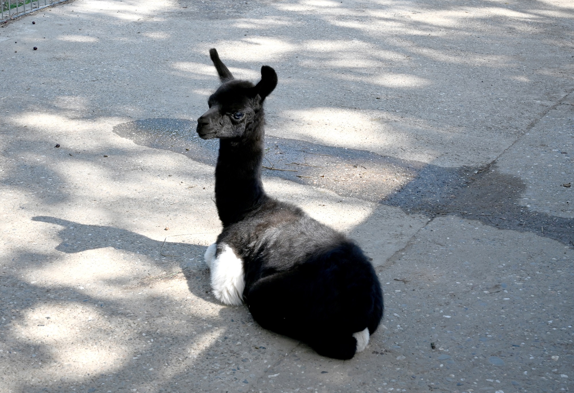 Im Tiergarten Kleve wurde ein kleines Lama geboren (1)