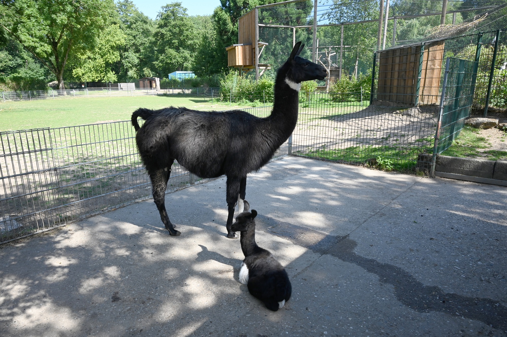 Im Tiergarten Kleve wurde ein kleines Lama geboren (2)