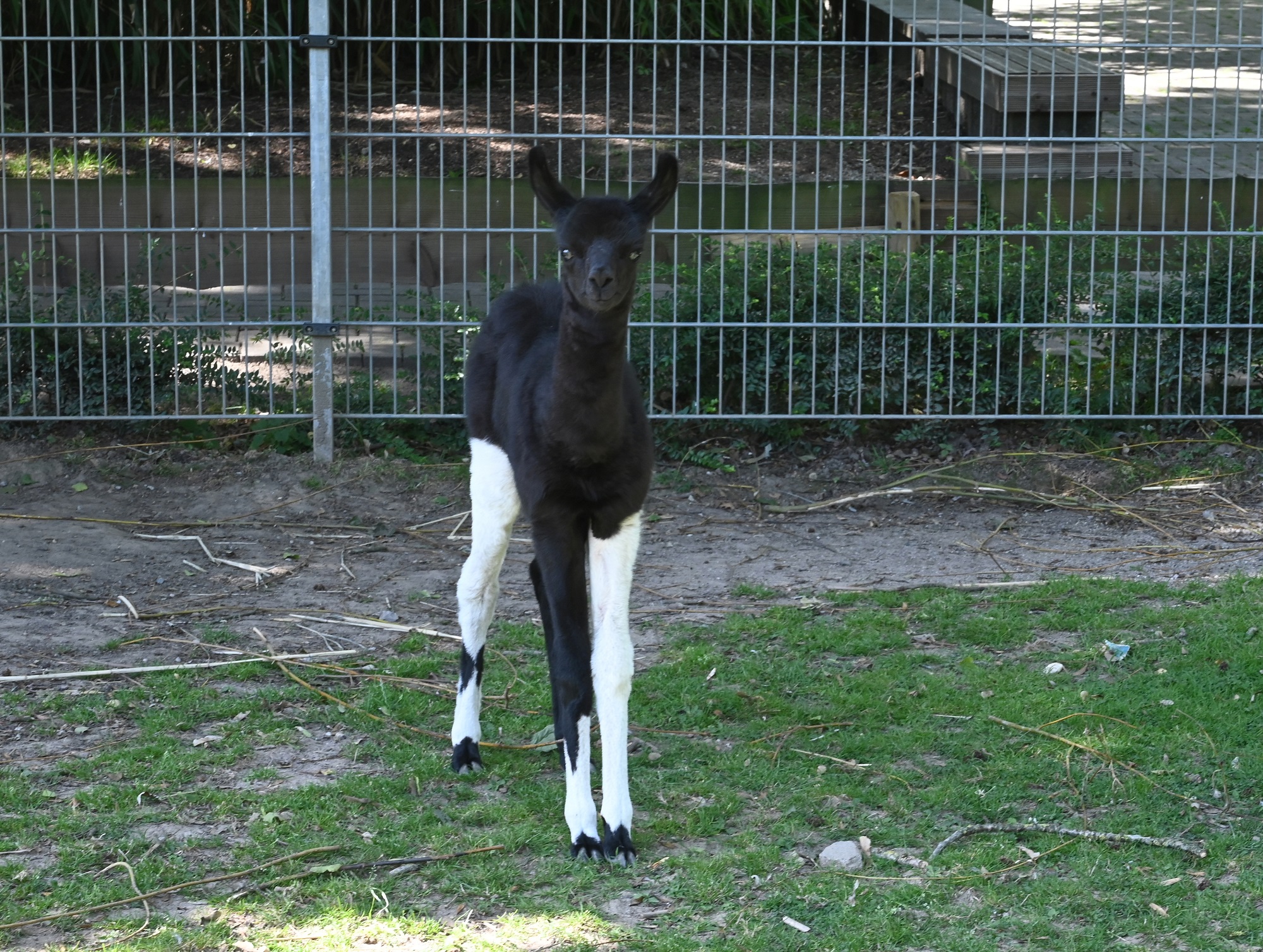 Im Tiergarten Kleve wurde ein kleines Lama geboren (3)