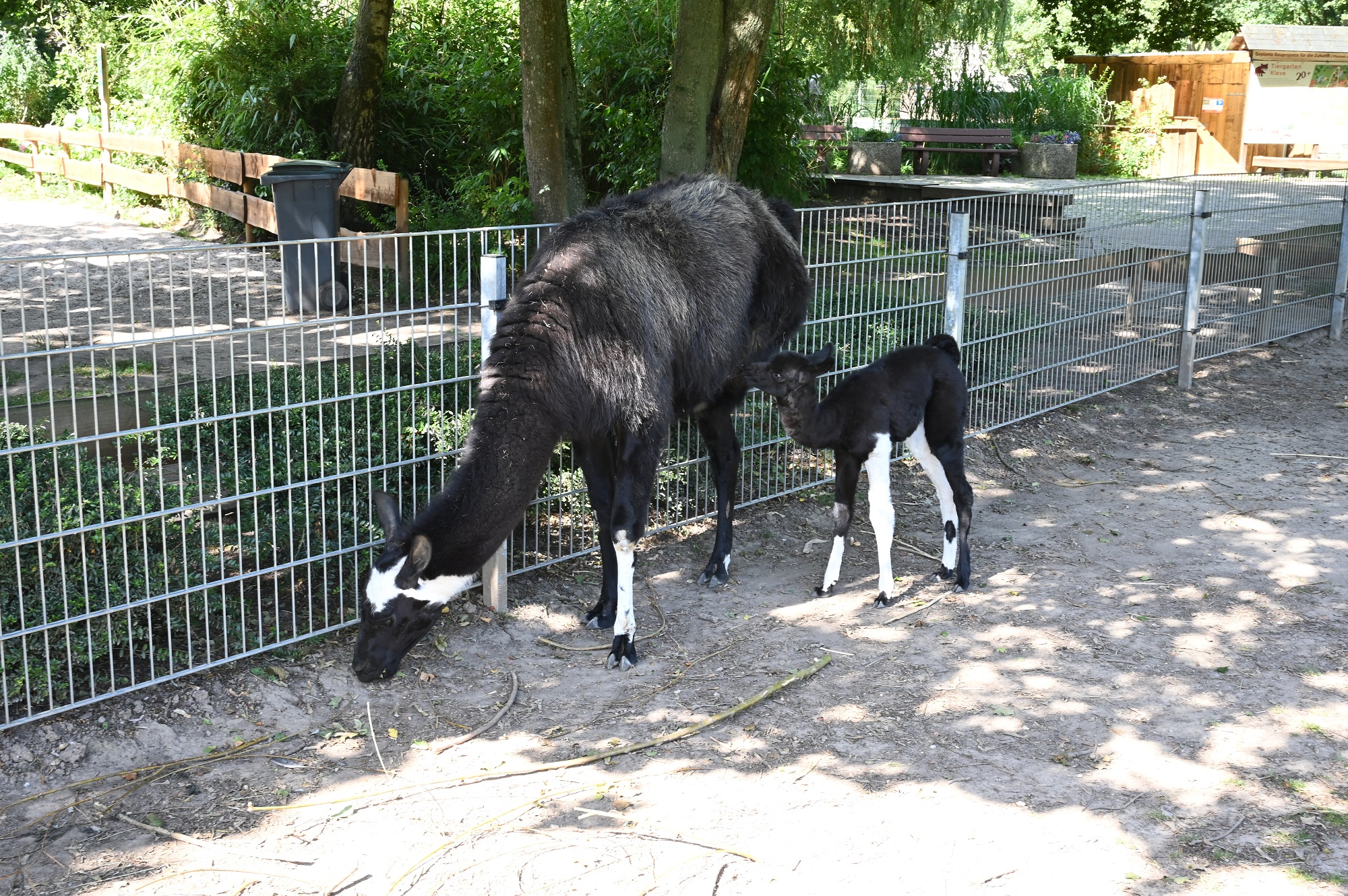 Im Tiergarten Kleve wurde ein kleines Lama geboren (4)