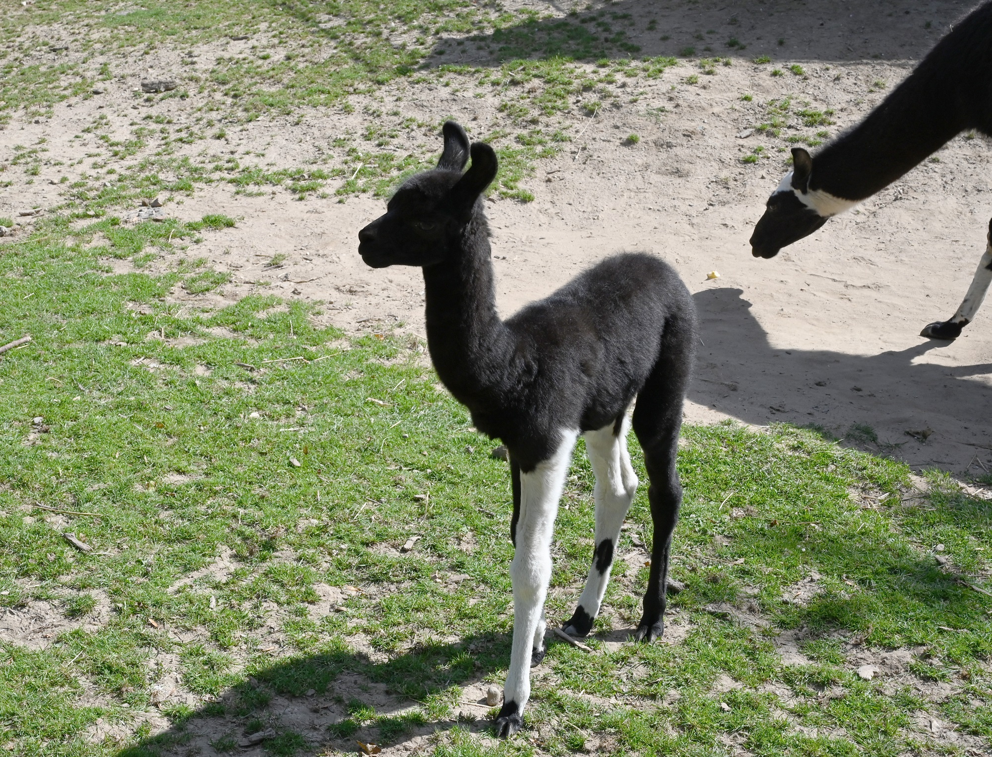 Im Tiergarten Kleve wurde ein kleines Lama geboren (5)