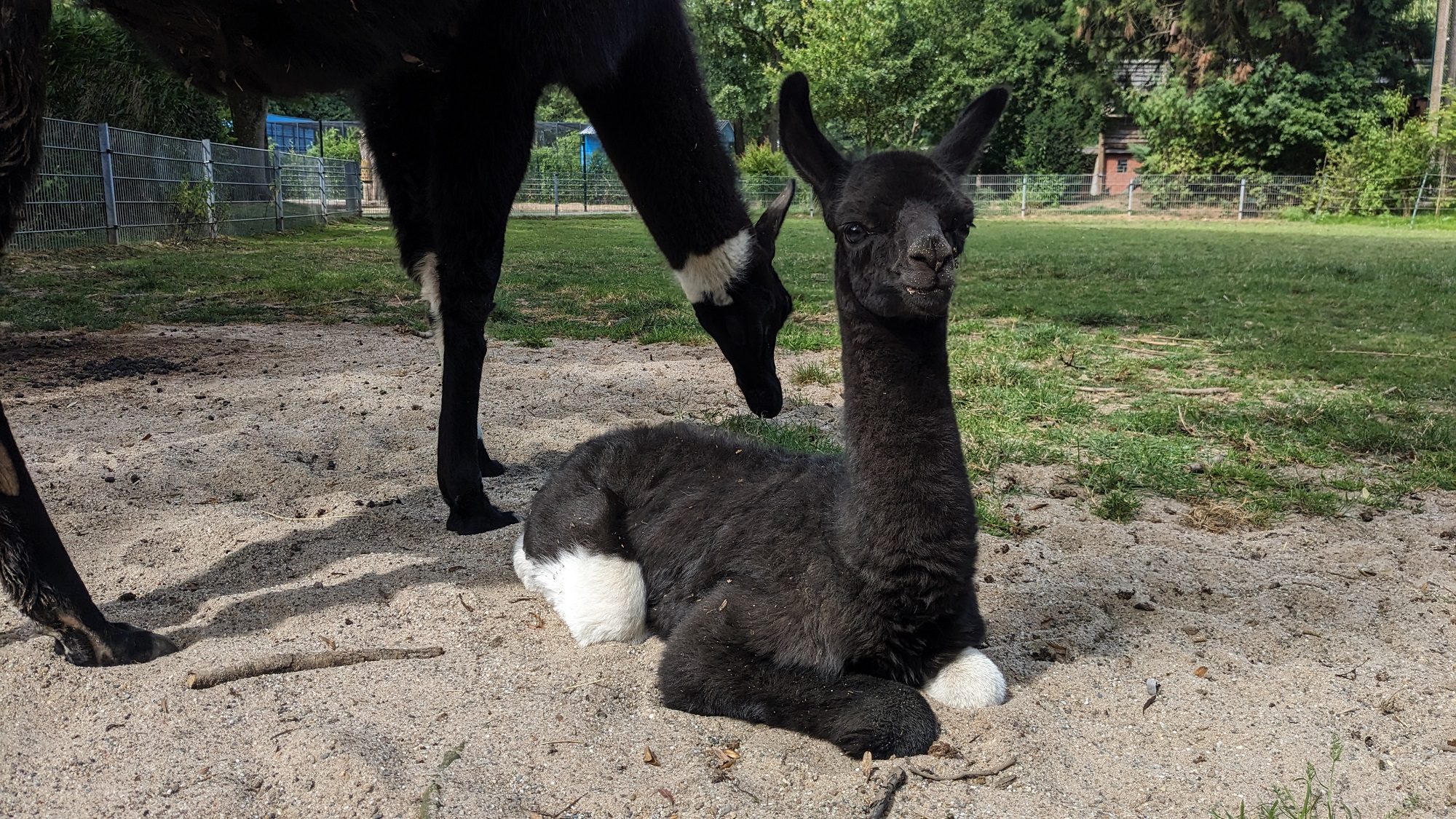 Im Tiergarten Kleve wurde ein kleines Lama geboren (6)