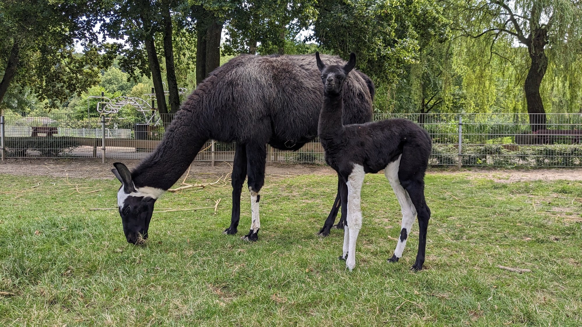 Im Tiergarten Kleve wurde ein kleines Lama geboren (7)