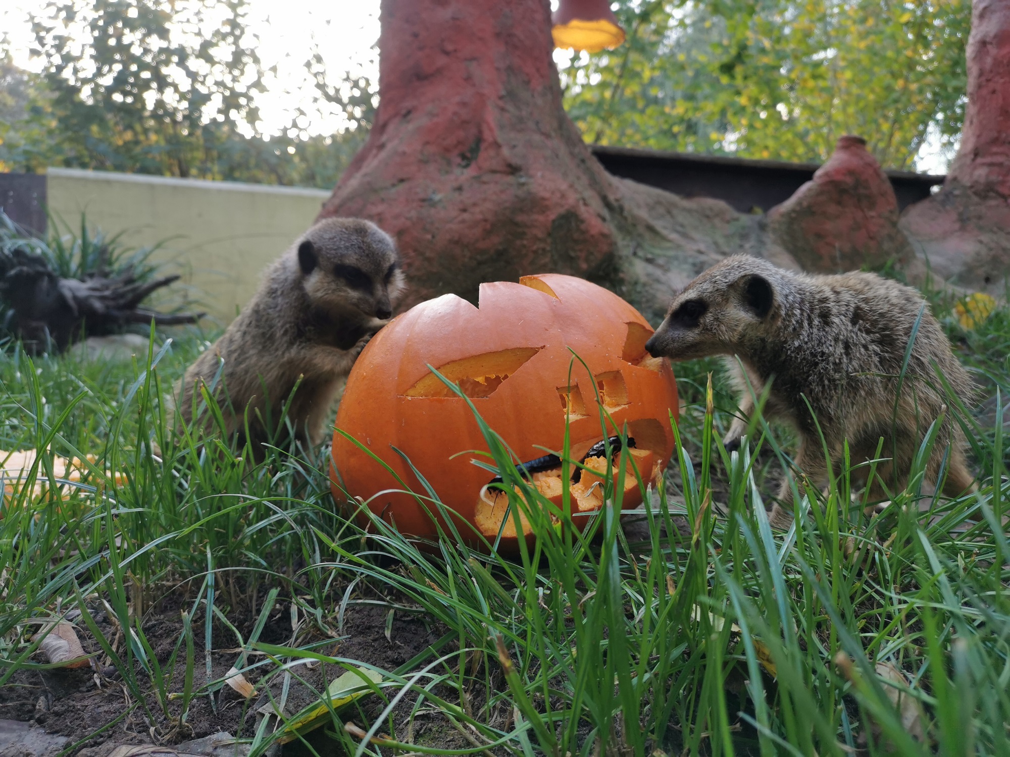 Am 31.10.2023 findet wieder das beliebte Halloweenfest im Tiergarten Kleve statt. Der Vorverkauf für die begehrten Tickets startet am 1.10.2023- exklusiv an der Kasse des Tiergartens (1)