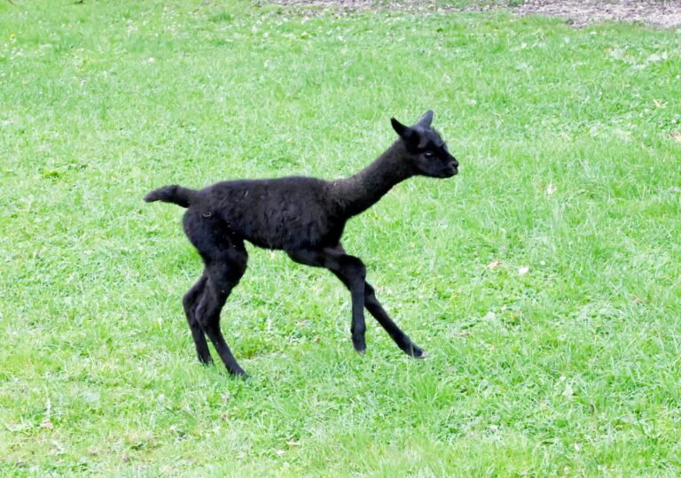 Erster Alpakanachwuchs im Tiergarten Kleve