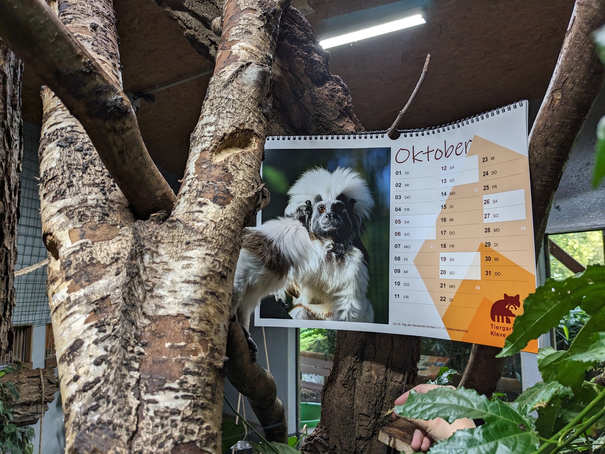 Auch die Lisztaffen mit dem ersten Nachwuchs im Tiergarten Kleve dürfen im neuen Tiergartenkalender selbstverständlich nicht fehlen (1)