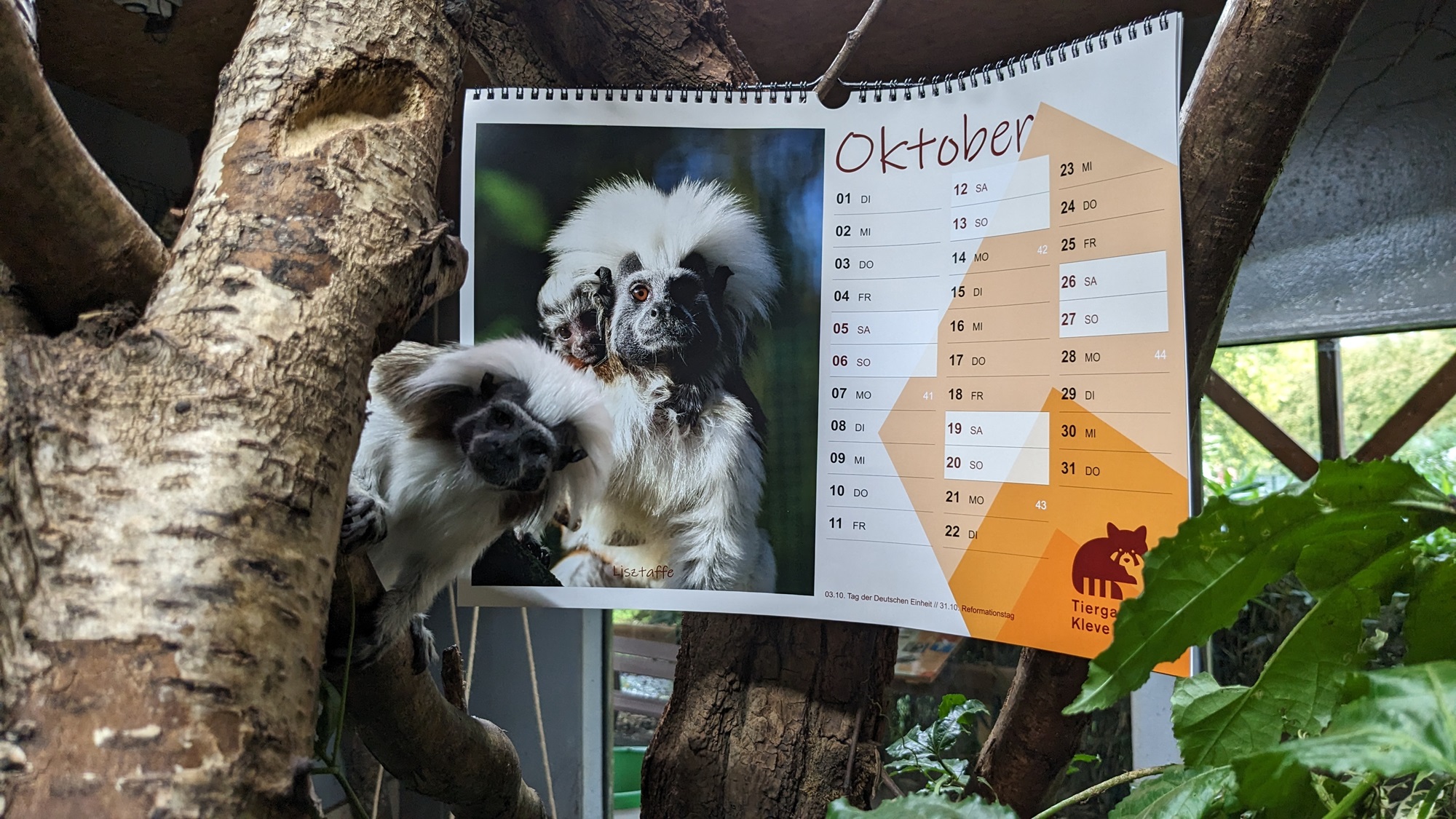 Auch die Lisztaffen mit dem ersten Nachwuchs im Tiergarten Kleve dürfen im neuen Tiergartenkalender selbstverständlich nicht fehlen (2)