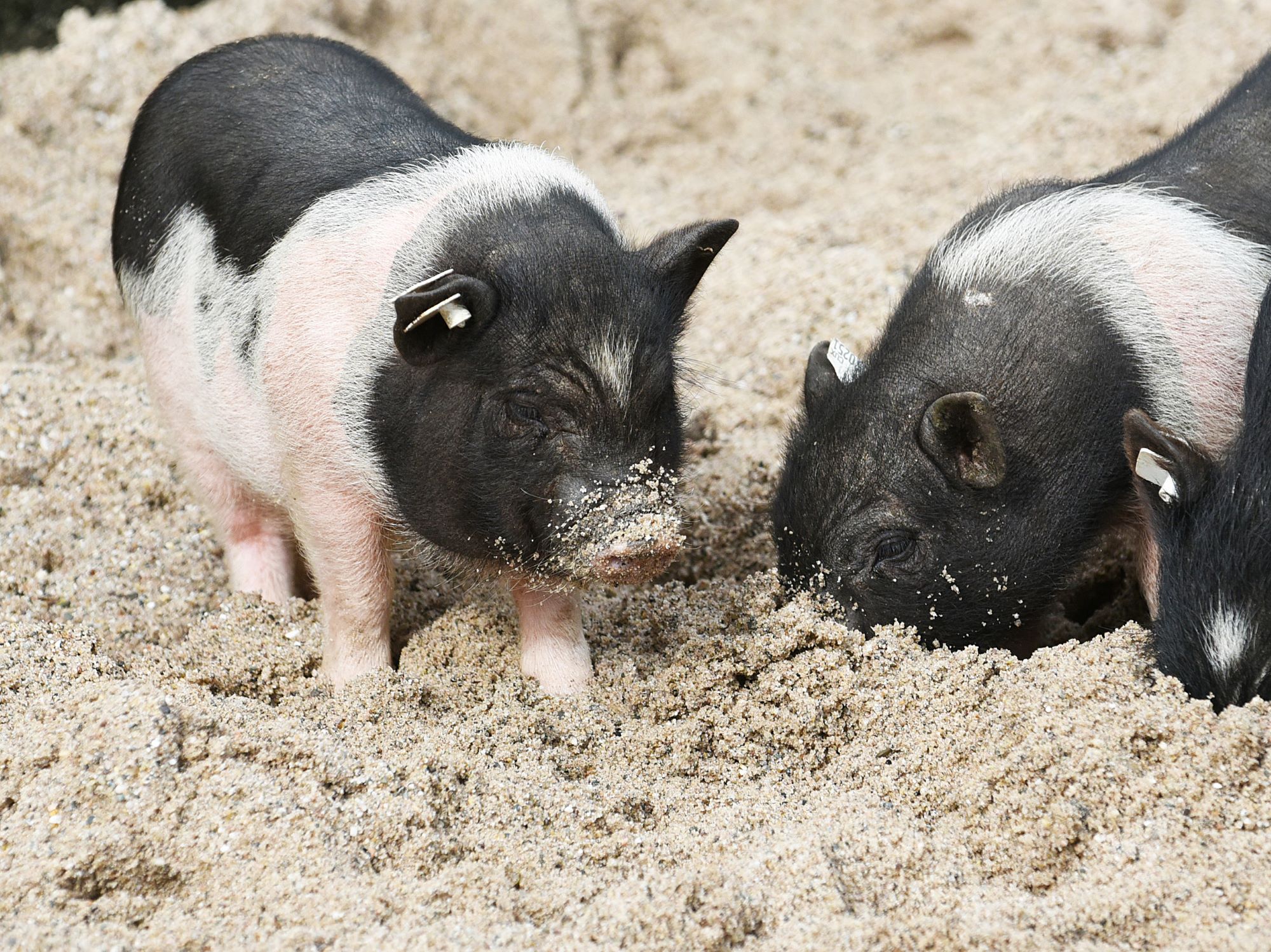 Auch die neuen Minischweine sind im neuen Kalender des Tiergarten Kleve abgebildet