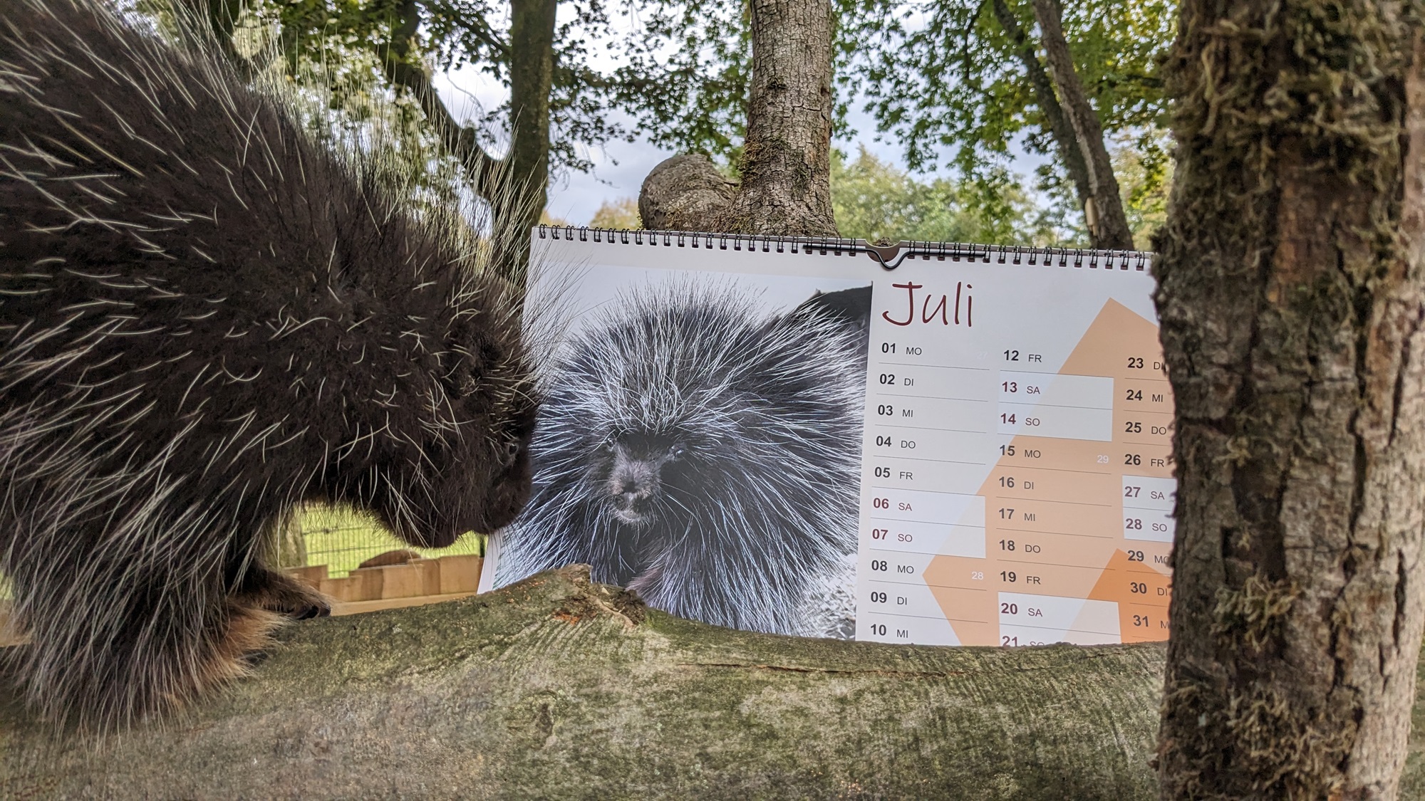 Baumstachler Bruce begutachtet sein Kalenderblatt des neuen Tiergartenkalenders