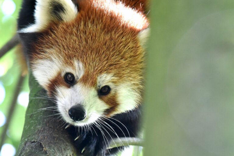Roter Panda Kamala wünscht sich eine neue Waage im Tiergarten Kleve (1)