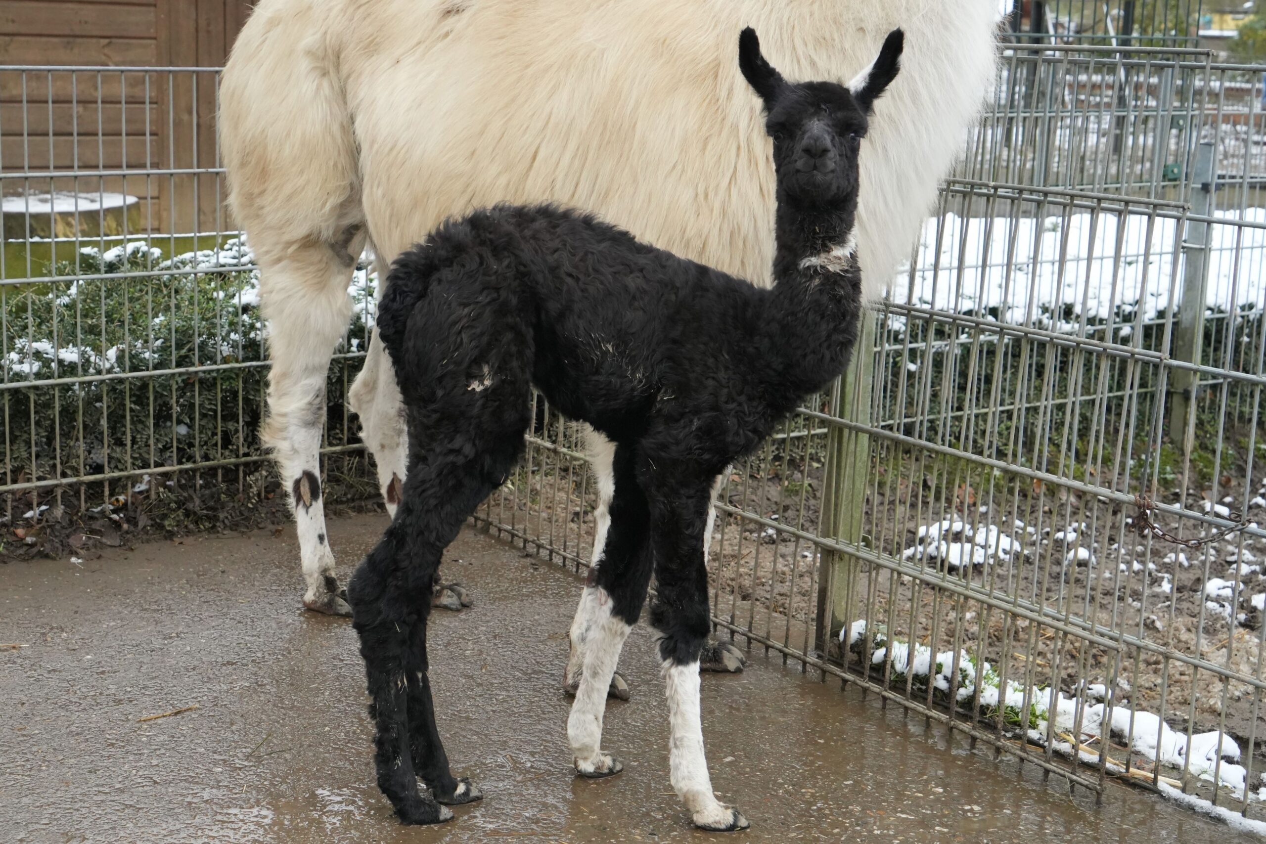 Am 2. Dezember 2023 wurde im Tiergarten Kleve ein Lamafohlen geboren (3)