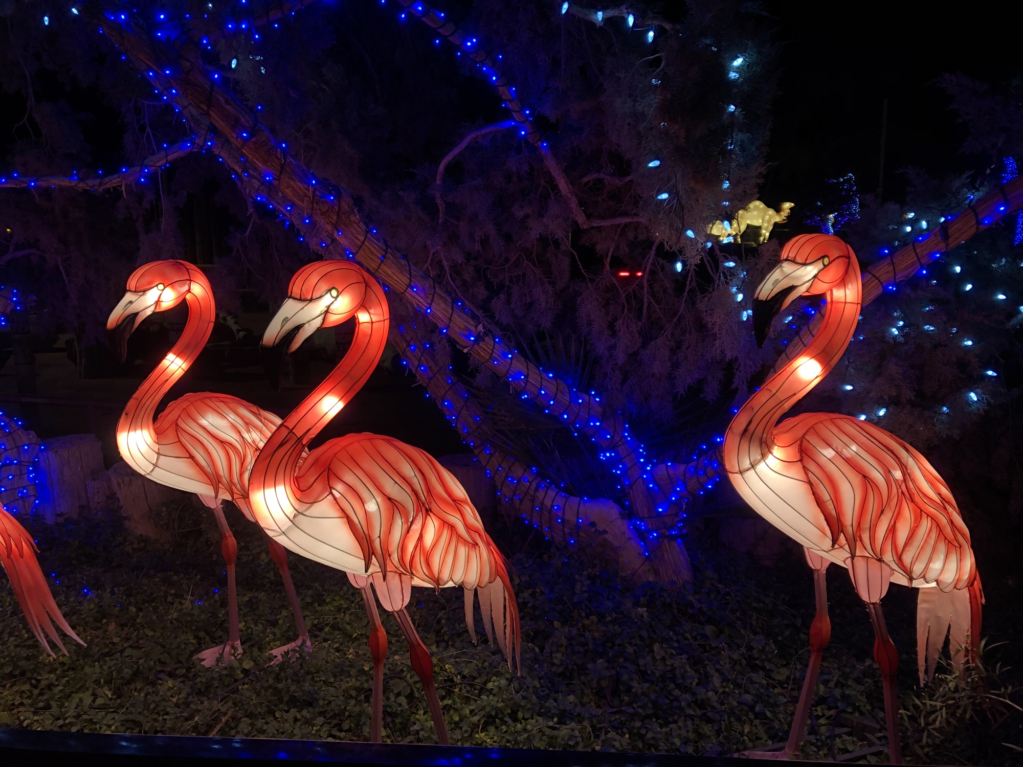 Vom 10.2.24 bis 30.3.24 feiern die China Lights ihre Niederrhein-Premiere und begeistern die Gäste im Tiergarten Kleve (5)
