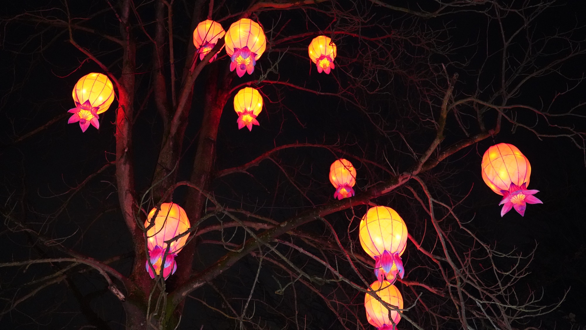 Vom 10.2.24 bis 30.3.24 feiern die China Lights ihre Niederrhein-Premiere und begeistern die Gäste im Tiergarten Kleve (7)