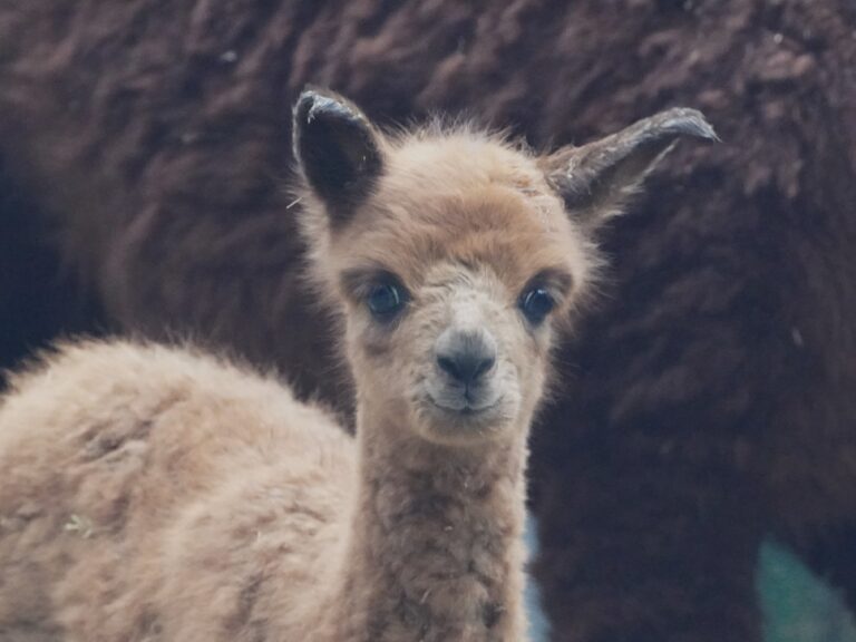 Am 14.2.24 kam im Tiergarten Kleve ein weibliches Alpakafohlen zur Welt (3)