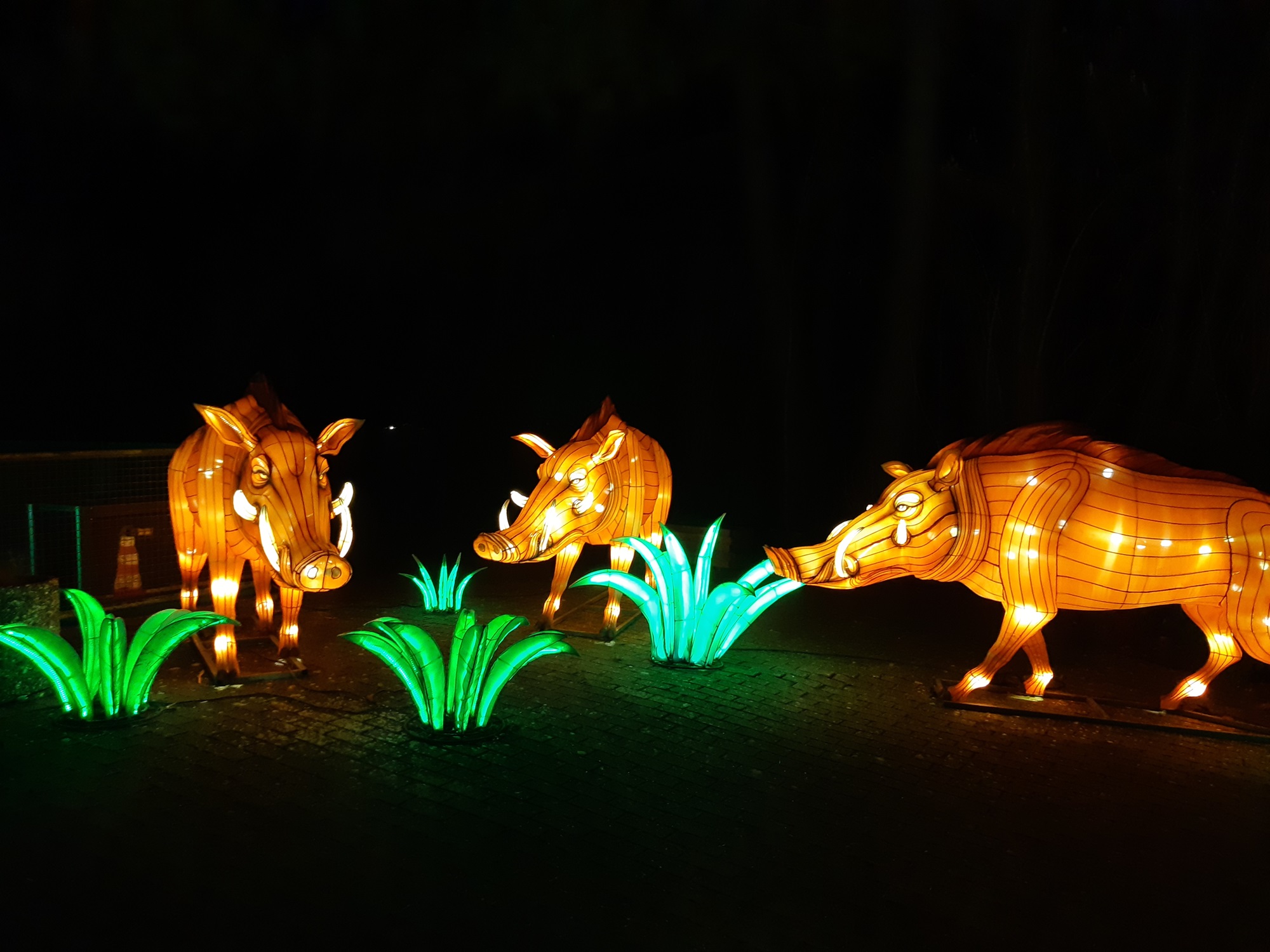 Seit dem 10.2.24 zaubern die zahlreichen chinesischen Laternen mit tausenden LEDs eine ganz besondere Stimmung in den Tiergarten Kleve bei China Lights, täglich ab 18 Uhr (2)
