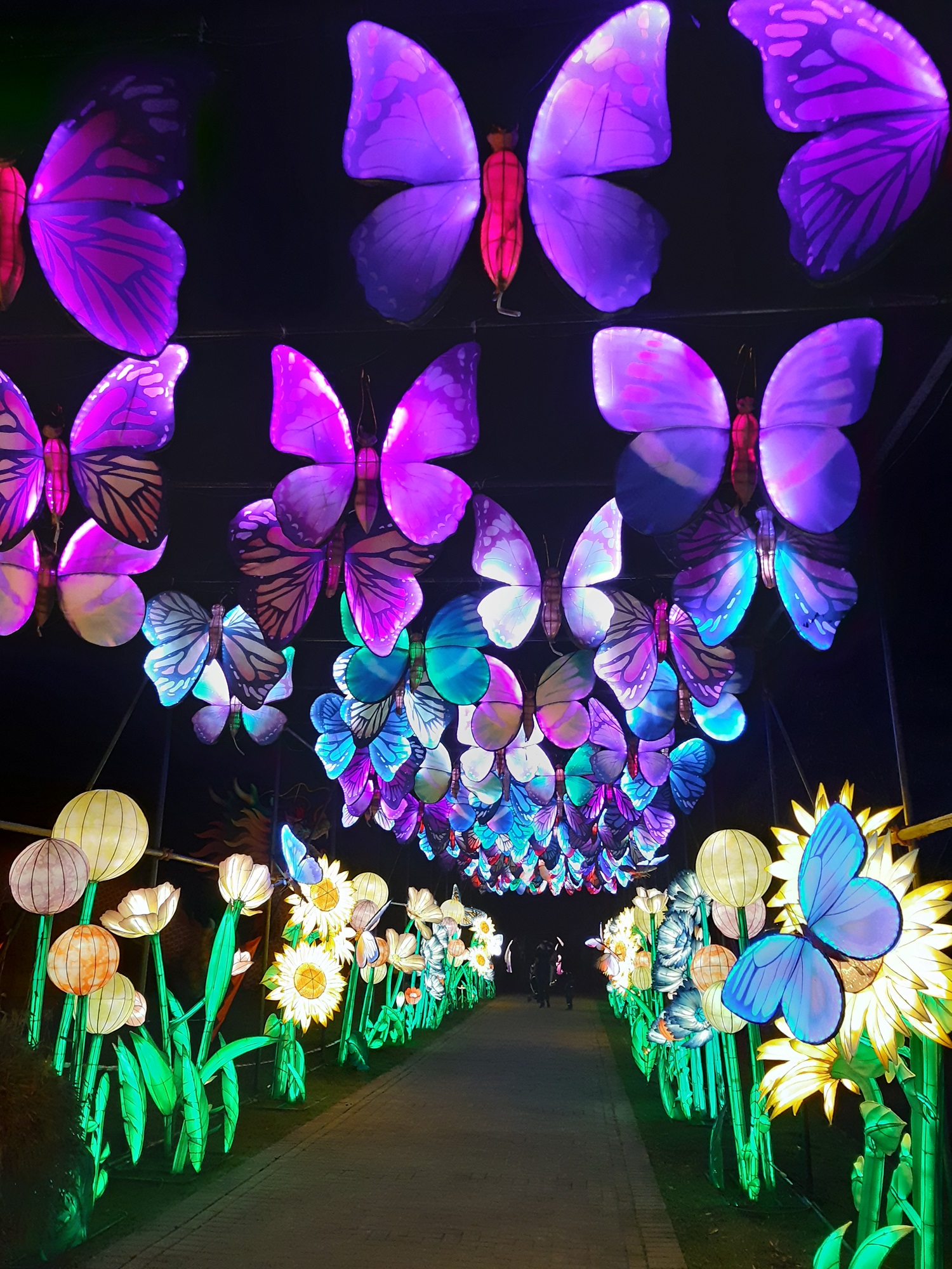Seit dem 10.2.24 zaubern die zahlreichen chinesischen Laternen mit tausenden LEDs eine ganz besondere Stimmung in den Tiergarten Kleve bei China Lights, täglich ab 18 Uhr (3)