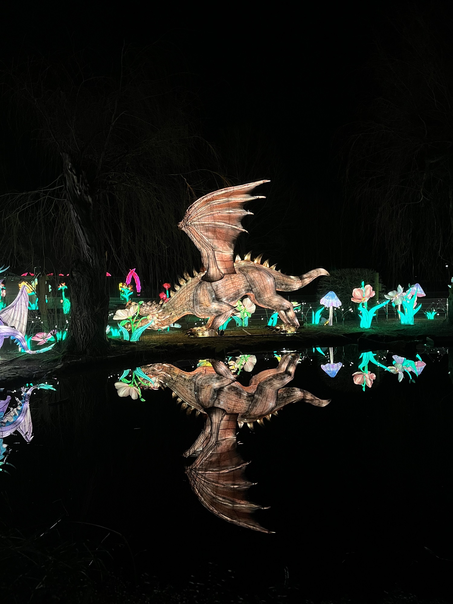 Seit dem 10.2.24 zaubern die zahlreichen chinesischen Laternen mit tausenden LEDs eine ganz besondere Stimmung in den Tiergarten Kleve bei China Lights, täglich ab 18 Uhr (6)