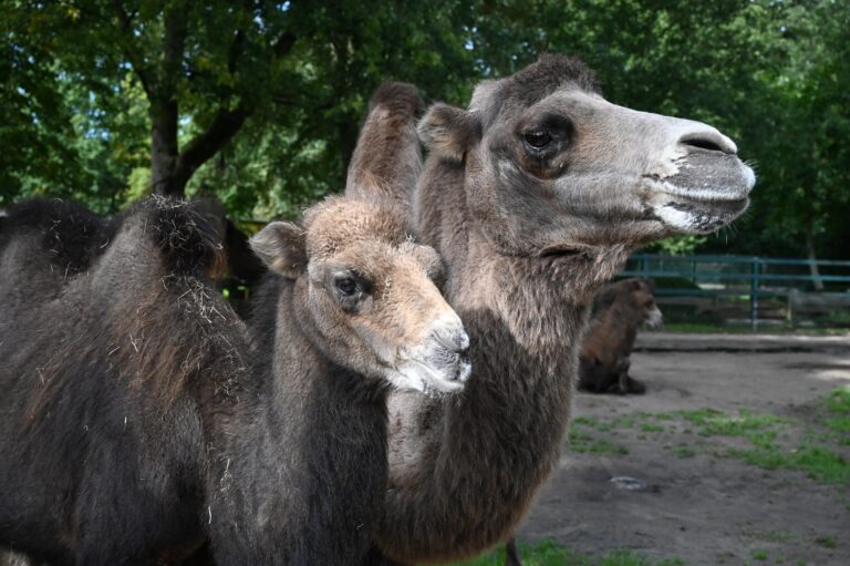 Die Trampeltiere Safira, Fuzzy und Co. träumen von einer neuen Anlage im Tiergarten Kleve, wofür der Zoo jetzt ein Crowdfunding startet (Quelle Tiergarten Kleve) (2)