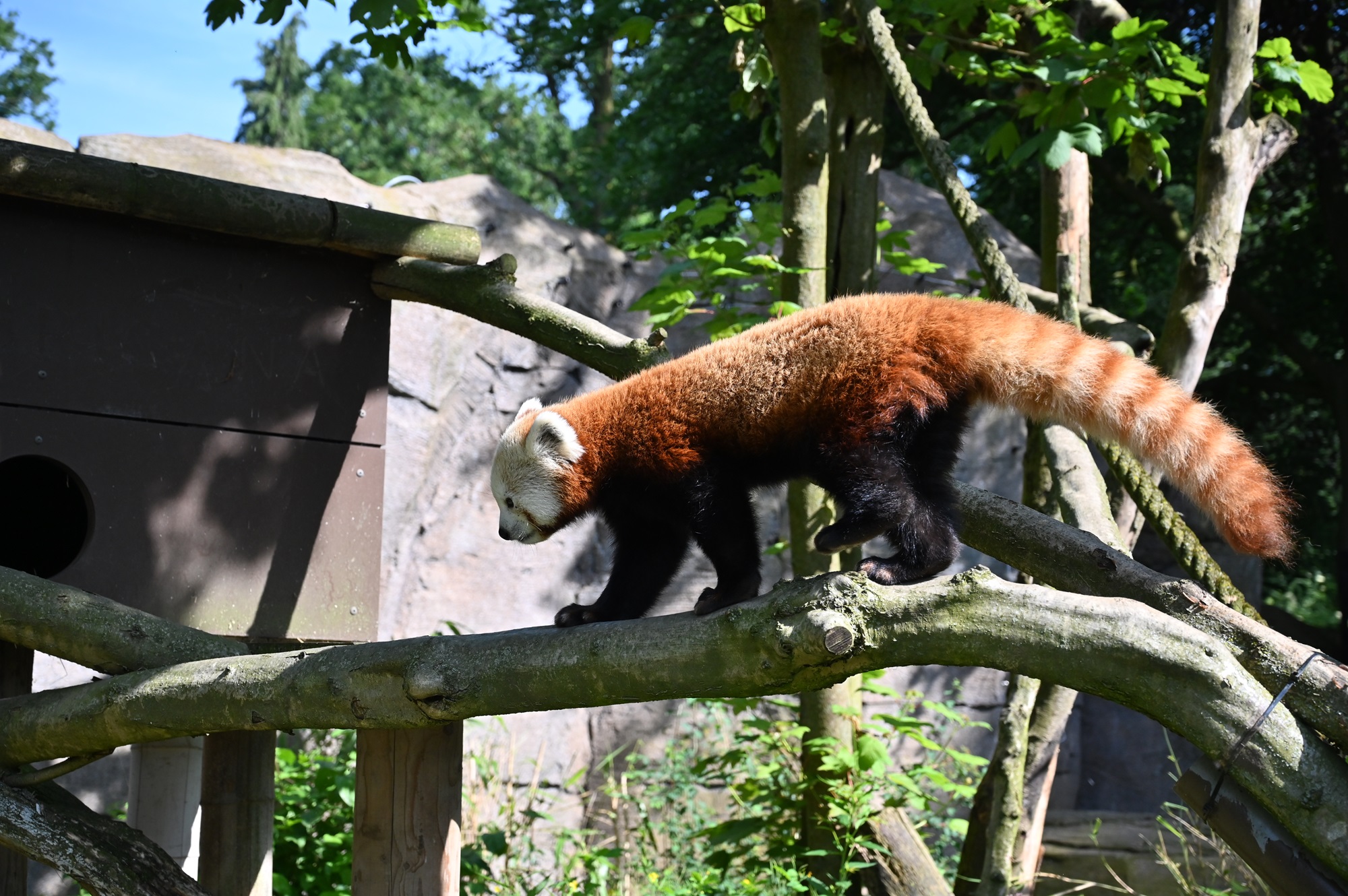 Roter Pandamann Janak ist im Rahmen des Europ. Erhaltungszuchtprogramms (EEP) neu aus dem französischen Zoo Dunkerque in den Tiergarten Kleve eingezogen (1 (4)