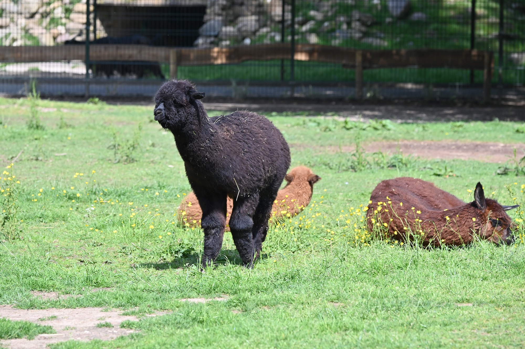 Alpaka im Tiergarten Kleve (1)