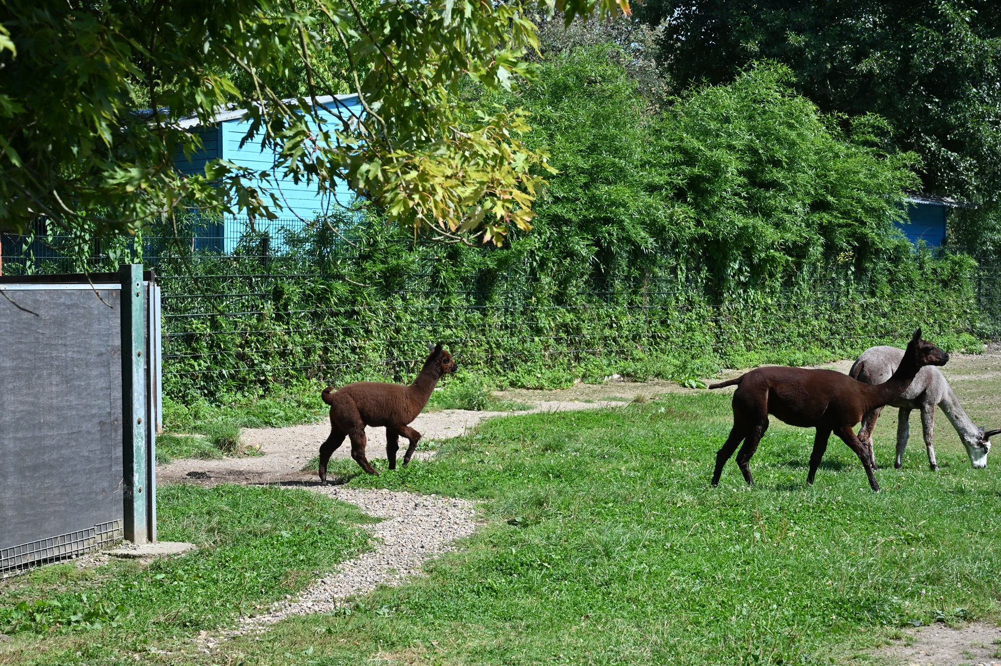 Alpaka im Tiergarten Kleve (2)