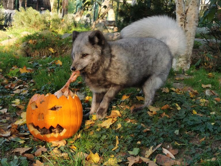 Am 31. Oktober 2024 findet wieder das beliebte Halloweenfest im Tiergarten Kleve statt. Der VVK für die limitierten Tickets ist ab sofort eröffnet (2)