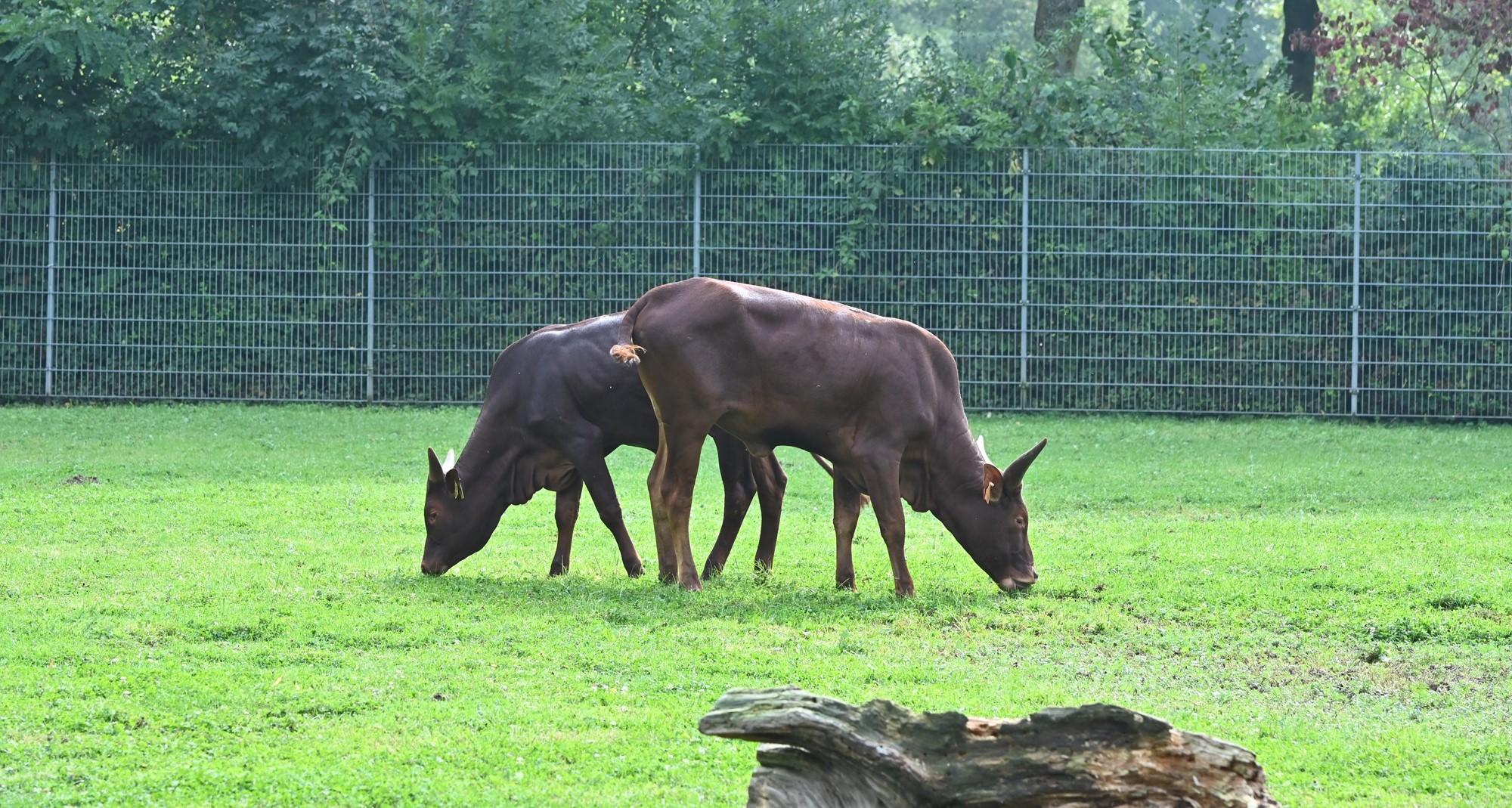 Watussirind im Tiergarten Kleve (2)