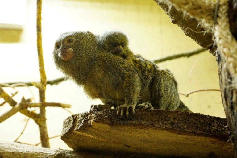 Zwergseidenäffchennachwuchs im Tiergarten Kleve (3)