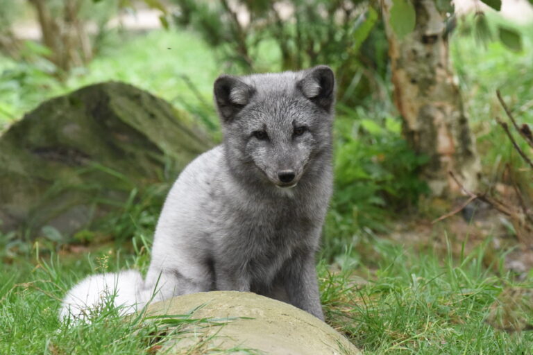 Manche Tiere wie etwa der Polarfuchs blühen jetzt im Tiergarten Kleve richtig auf