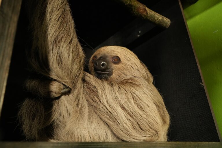 Mitte Dezember ist Faultierweibchen Frieda in den Tiergarten Kleve gezogen (2)