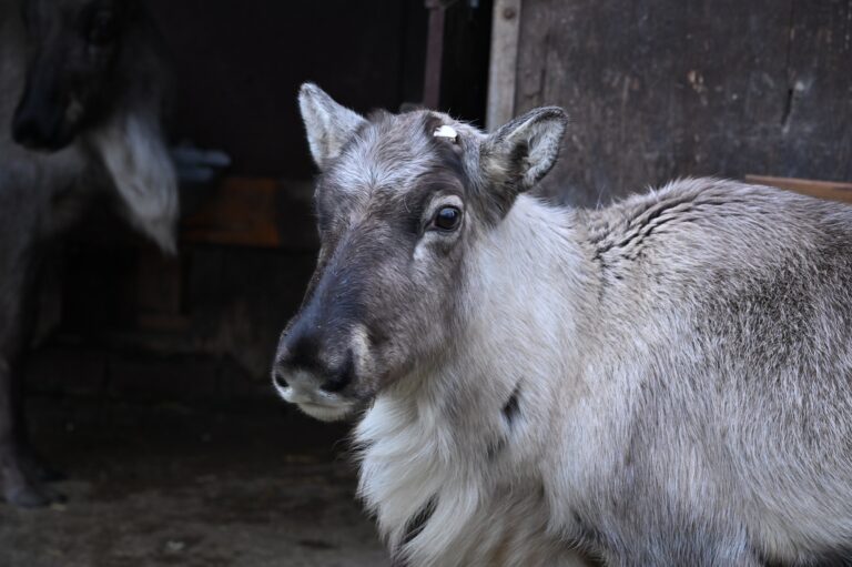 Seit dem 09.12.2024 leben Rentiere im Tiergarten Kleve (2)