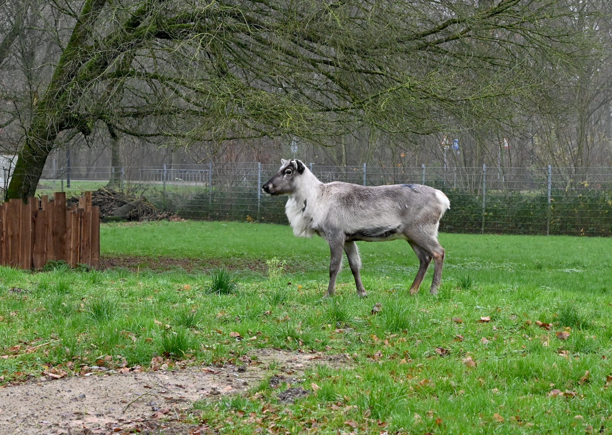 Seit dem 09.12.2024 leben Rentiere im Tiergarten Kleve (3)