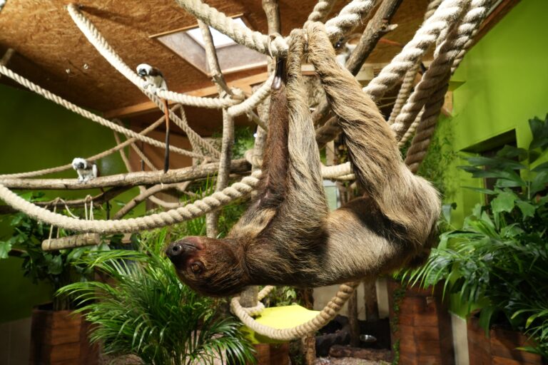 Bei der Führung Zoo viel Neues darf ein Blick auf die neuen Tierarten des vergangenen Jahres wie die Faultiere nicht fehlen