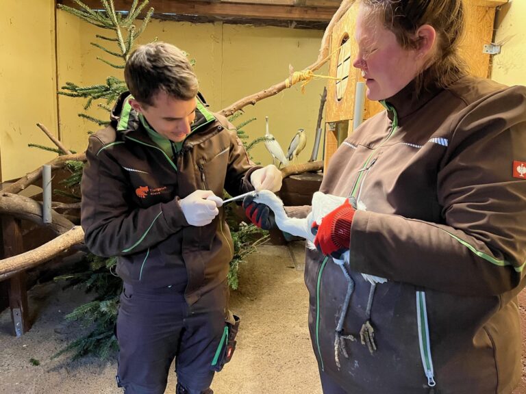 Bei der Inventur im Tiergarten Kleve wurde auch die Schnabellänge der Seidenreiher zu Forschungszwecken gemessen (2)