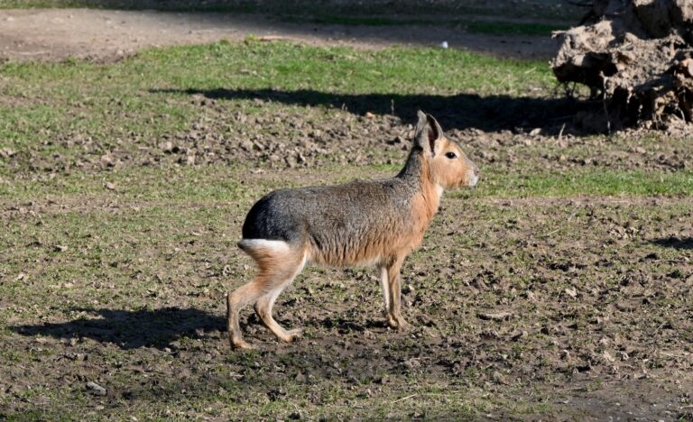 Im Tiergarten Kleve bilden Große Maras und Alpakas jetzt eine tierisch gute Wohngemeinschaft (2)