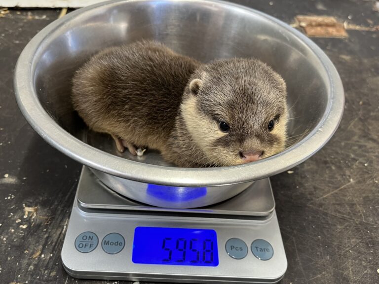 Im Tiergarten Kleve wurden vier Zwergotter geboren, die sich nun dem ersten tiermedizinischen Gesundheitscheck unterzogen haben