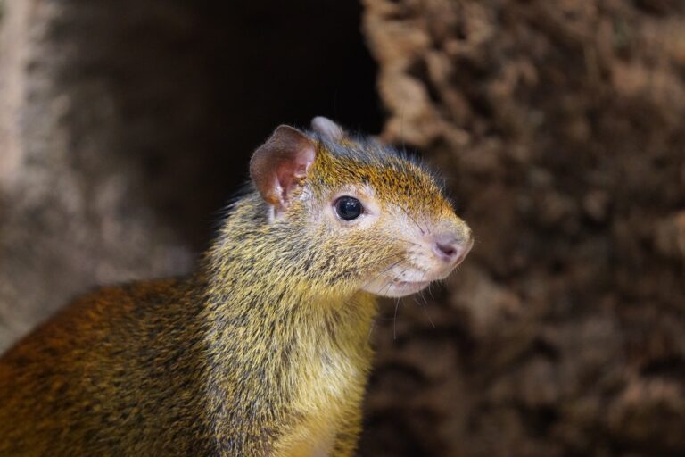 Mit Joringel aus dem Leipziger Zoo ist das erste Schwarzrückenaguti im Tiergarten Kleve eingezogen (4)