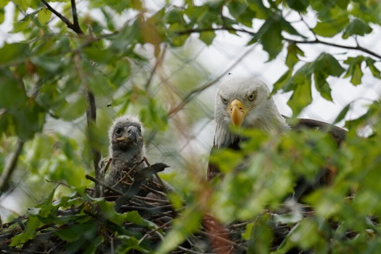 Im Tiergarten Kleve ist zum ersten Mal ein Weißkopfseeadler geschlüpft (7)