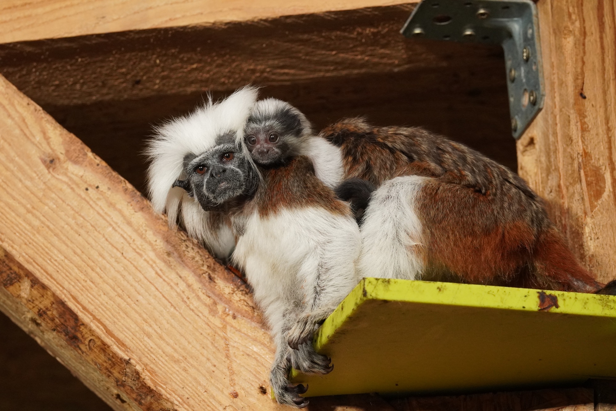 Der Tiergarten Kleve freut sich derzeit über Nachwuchs bei den vom Aussterben bedrohten Lisztaffen (3)