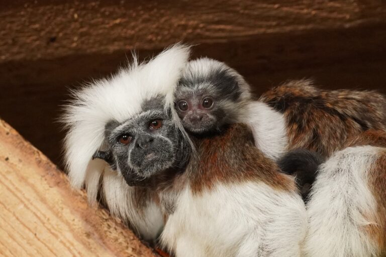Der Tiergarten Kleve freut sich derzeit über Nachwuchs bei den vom Aussterben bedrohten Lisztaffen (4)