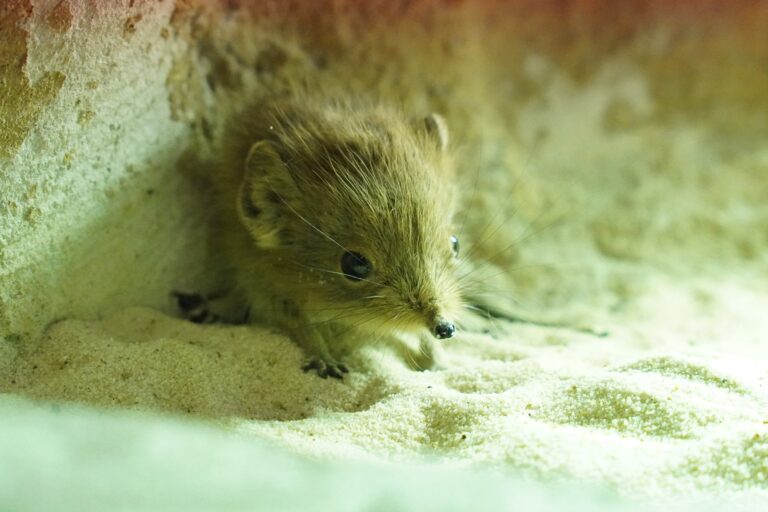 Am 5.7.25 wurde im E-Center Schroff-Afrikaterrarium im Tiergarten Kleve ein Kurzohrrüsselspringer geboren (2)