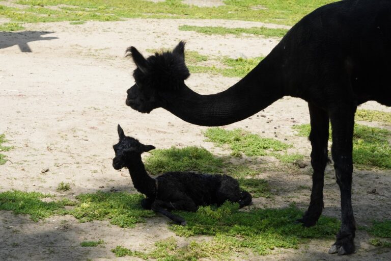 Am 9.7.25 wurde erneut ein Alpakafohlen im Tiergarten Kleve geboren. Es ist das zweite Jungtier innerhalb von fünf Tagen (3)