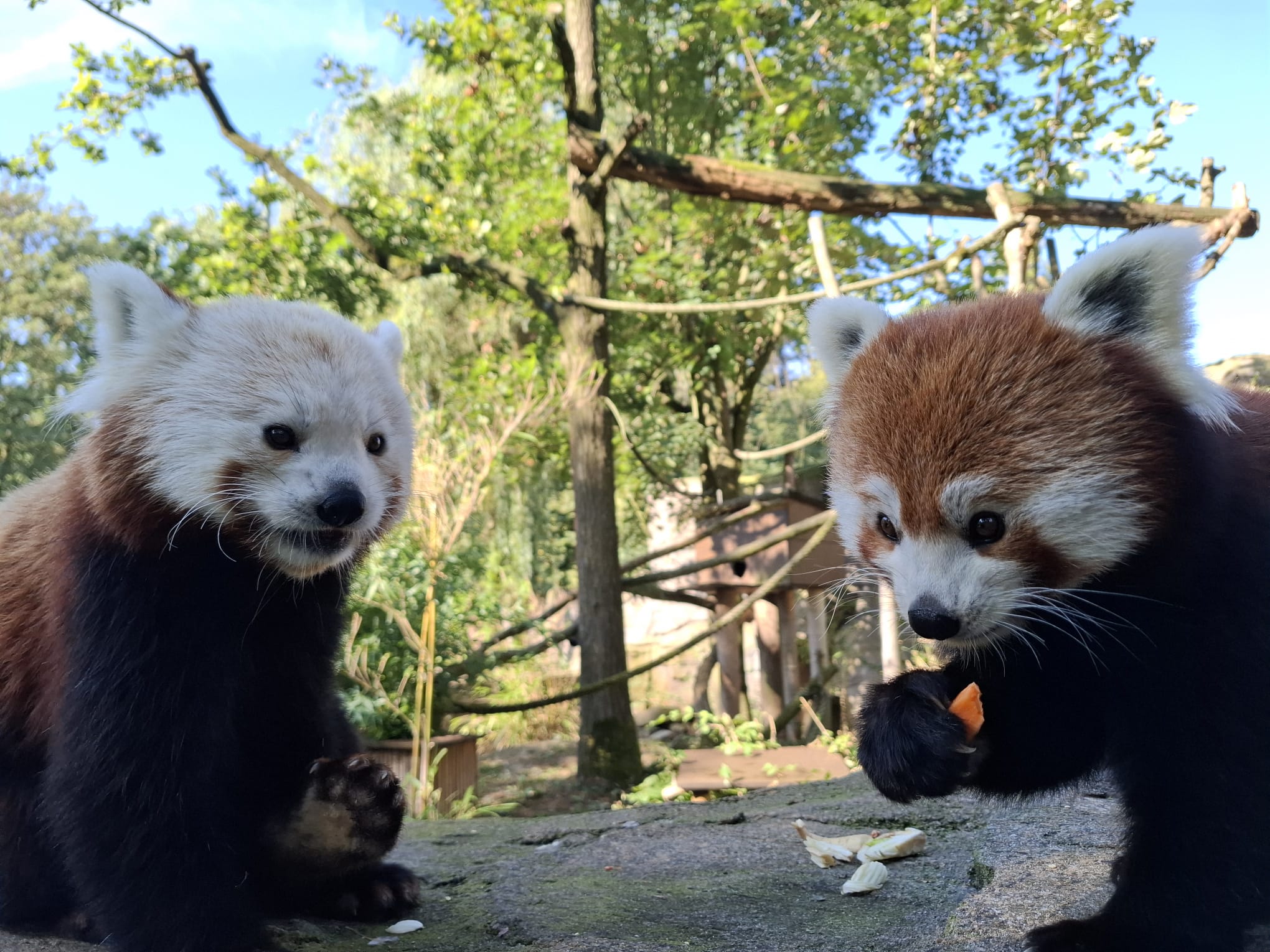 Roter Panda im Tiergarten Kleve
